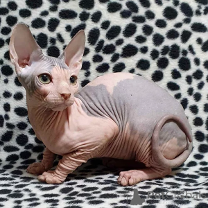 Foto №2 zu Ankündigung № 139930 zu verkaufen sphynx-katze - einkaufen Deutschland quotient 	ankündigung