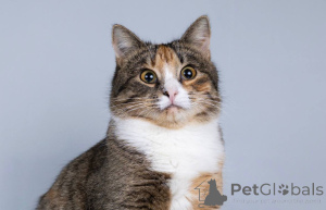 Foto №4. Ich werde verkaufen  in der Stadt Chimki. quotient 	ankündigung - preis - Frei