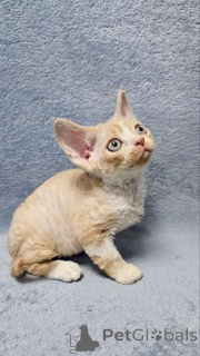 Foto №1. devon rex - zum Verkauf in der Stadt Viehausen | 350€ | Ankündigung № 171024