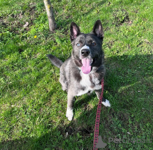 Foto №3. Der hübsche Mischlings-Husky Cosmos sucht ein Zuhause!. Russische Föderation