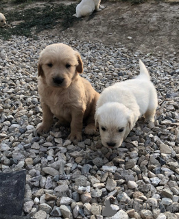 Foto №3. Golden Retrievers Puppies for adoption. Deutschland