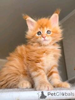 Foto №2 zu Ankündigung № 164379 zu verkaufen bengal katzenrasse - einkaufen Deutschland 