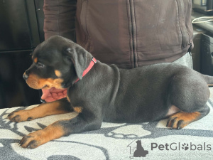 Foto №2 zu Ankündigung № 168900 zu verkaufen rottweiler - einkaufen Finnland 