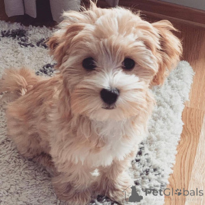 Foto №4. Ich werde verkaufen maltipu in der Stadt Berlin. quotient 	ankündigung, züchter - preis - 700€