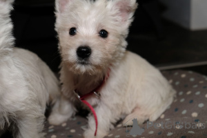 Foto №3. West Highland Terrier-Welpen. Belgien