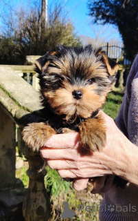 Foto №3. Yorkshire-Terrier-Welpe zur Adoption. Belgien