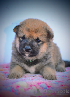 Foto №2 zu Ankündigung № 147046 zu verkaufen shiba - einkaufen Serbien züchter