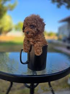 Foto №3. Teacup Poedelpuppy's te koop. Belgien