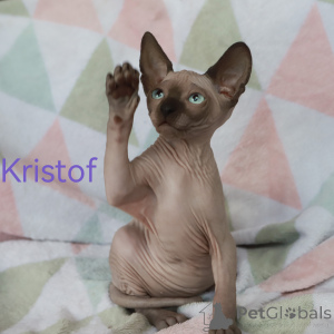 Foto №3. Kätzchen des kanadischen Sphinx. Lettland