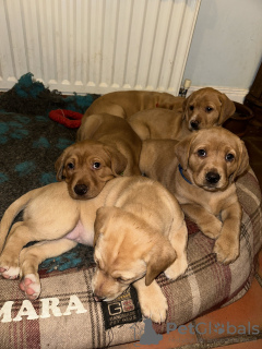 Foto №2 zu Ankündigung № 128728 zu verkaufen labrador retriever - einkaufen USA quotient 	ankündigung