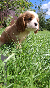 Foto №3. Purrebred Boys Cavalier-King-Chalz-Spaniel.. Litauen