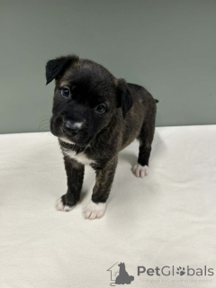 Foto №3. Urocze szczenięta Border Collie adoptiert. Polen