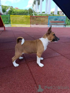 Foto №4. Ich werde verkaufen basenji in der Stadt Vladičin Han.  - preis - verhandelt