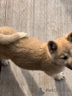 Foto №4. Ich werde verkaufen akita in der Stadt Chimay. quotient 	ankündigung, züchter - preis - 850€
