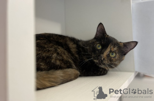 Zusätzliche Fotos: Schildpattkatze Cinnamon sucht ein Zuhause und eine liebevolle Familie!