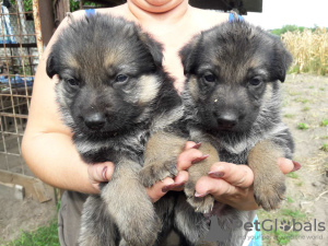 Foto №2 zu Ankündigung № 7662 zu verkaufen deutscher schäferhund - einkaufen Ukraine quotient 	ankündigung