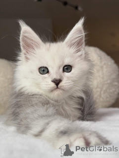 Foto №3. Mainecoon-Kätzchen. Großbritannien