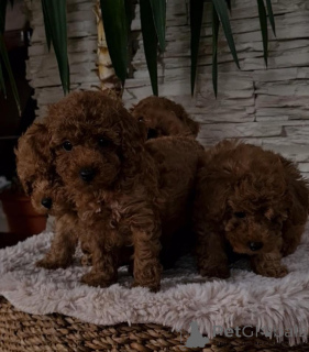 Foto №4. Ich werde verkaufen pudel (toy) in der Stadt Vilovo. züchter - preis - verhandelt