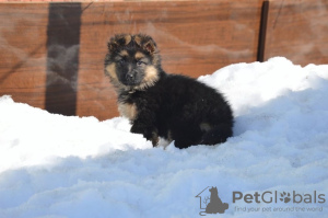 Foto №4. Ich werde verkaufen deutscher schäferhund in der Stadt Москва. züchter - preis - 168€