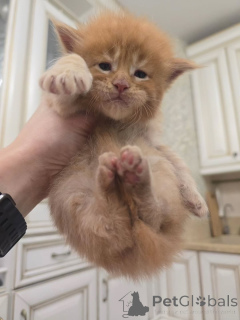 Foto №2 zu Ankündigung № 164176 zu verkaufen maine-coon-katze - einkaufen Finnland aus dem tierheim