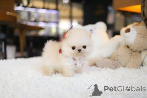 Foto №4. Ich werde verkaufen pommersche spitz in der Stadt El Paso. züchter - preis - verhandelt