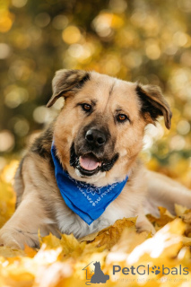 Foto №1. mischlingshund - zum Verkauf in der Stadt Moskwa | Frei | Ankündigung № 156697