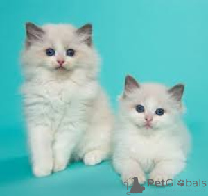 Foto №3. Chatons Ragdoll sind à la vente erhältlich.. Belgien