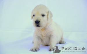 Foto №1. golden retriever - zum Verkauf in der Stadt Berlin | 150€ | Ankündigung № 109279