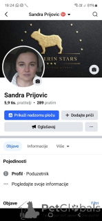 Foto №4. Ich werde verkaufen französische bulldogge in der Stadt Belgrad.  - preis - verhandelt