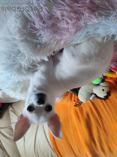 Foto №2 zu Ankündigung № 127182 zu verkaufen chihuahua - einkaufen Deutschland quotient 	ankündigung