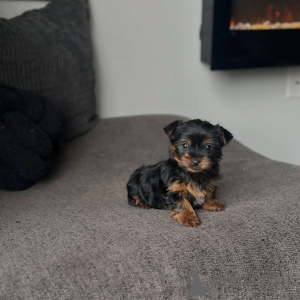 Foto №3. Yorkshire-Terrier-Welpe zur Adoption verfügbar. Deutschland