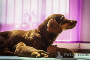 Foto №2 zu Ankündigung № 138880 zu verkaufen dobermann - einkaufen Großbritannien züchter