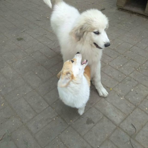 Foto №1. chien de montagne des pyrénées - zum Verkauf in der Stadt Belgorod | 453€ | Ankündigung № 2556
