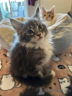 Foto №1. maine-coon-katze - zum Verkauf in der Stadt Damöls | 350€ | Ankündigung № 171019