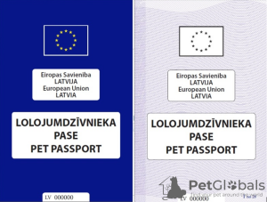 Foto №2. Dienstleistungen für die Lieferung und den Transport von Katzen und Hunden in Ukraine. Price - verhandelt. Ankündigung № 96981