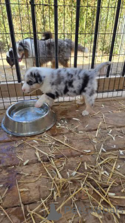 Foto №2 zu Ankündigung № 163077 zu verkaufen border collie - einkaufen USA züchter