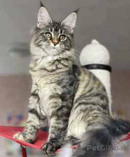 Foto №2 zu Ankündigung № 163173 zu verkaufen maine-coon-katze - einkaufen Deutschland züchter