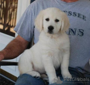 Foto №1. labrador retriever - zum Verkauf in der Stadt Rom | 350€ | Ankündigung № 110905