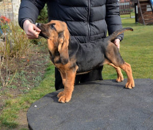 Foto №4. Ich werde verkaufen bloodhound in der Stadt Мариямполе. vom kindergarten, züchter - preis - verhandelt