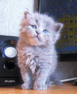 Foto №3. Alter 2 Monate. Farbe blau fest. Unglaublich nyashny Kitty!. Russische Föderation