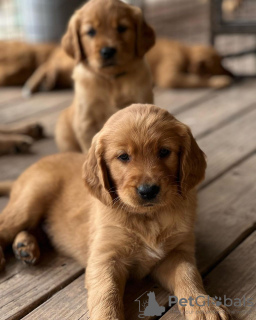 Foto №2 zu Ankündigung № 110036 zu verkaufen golden retriever - einkaufen Deutschland 