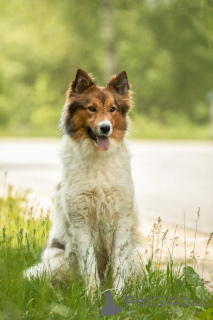 Foto №1. mischlingshund - zum Verkauf in der Stadt Москва | Frei | Ankündigung № 143762