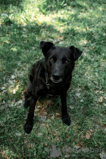 Zusätzliche Fotos: Der gute Hund Drake ist in guten Händen.