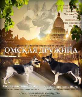 Foto №2 zu Ankündigung № 5082 zu verkaufen osteuropäischer schäferhund - einkaufen Russische Föderation vom kindergarten