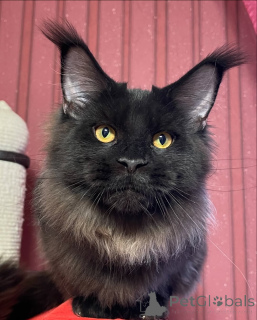 Foto №4. Ich werde verkaufen maine-coon-katze in der Stadt Dejret. quotient 	ankündigung - preis - verhandelt