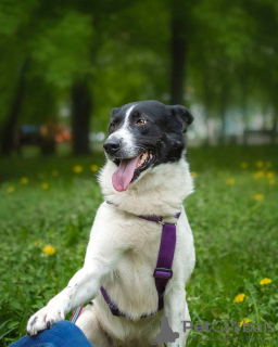 Foto №1. mischlingshund - zum Verkauf in der Stadt Москва | Frei | Ankündigung № 53708