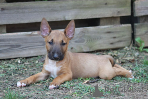 Zusätzliche Fotos: Standard-Bullterrier-Welpen