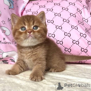 Foto №2 zu Ankündigung № 160391 zu verkaufen britisch kurzhaar - einkaufen Deutschland quotient 	ankündigung