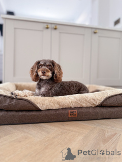 Foto №2 zu Ankündigung № 156414 zu verkaufen labradoodle - einkaufen Luxemburg quotient 	ankündigung