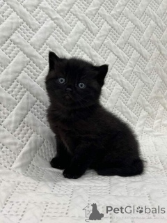 Foto №1. britisch kurzhaar - zum Verkauf in der Stadt Berlin | verhandelt | Ankündigung № 139024